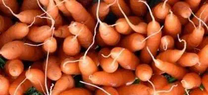 Benefits of eating carrots during pregnancy