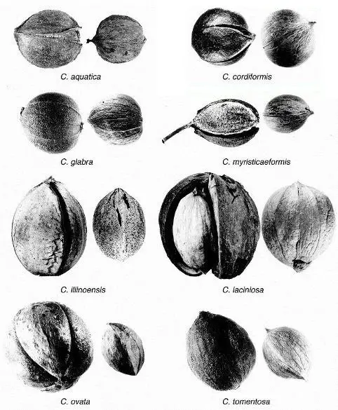 nuts hickory carya tree trees american nut species ct genus seed shellbark fruit plants pecan native hardwoods edible plant wiki