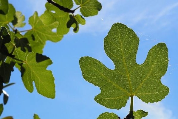 Fig Leaves