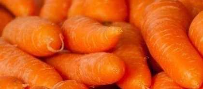 Fresh carrots