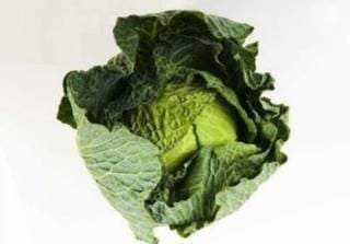 Fresh green cabbage