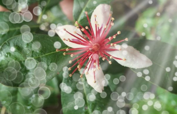 Guava flower