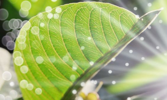 Guava leaf tea