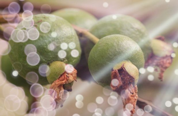 Guava on tree