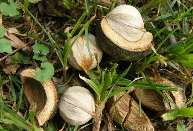 Hickory Tree Nuts