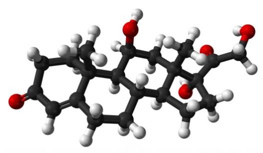 Hydrocortisone molecule