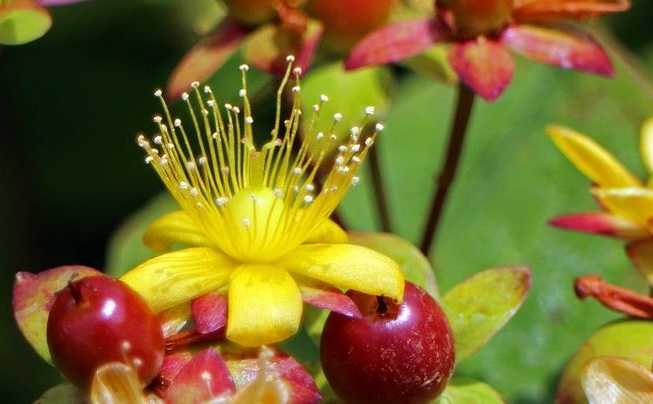 Hypericum perforatum