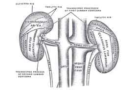 Images of the kidneys
