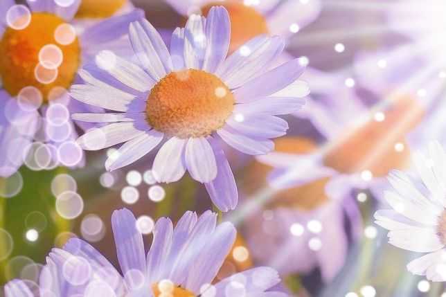 Lilac daisy