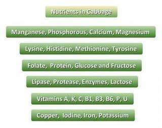 Nutrients in cabbage