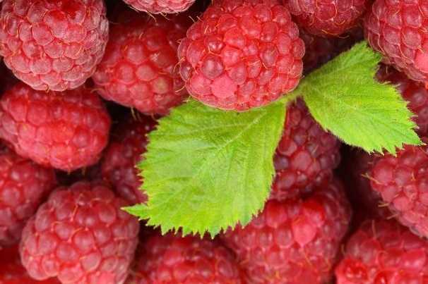 Red raspberry and leaf