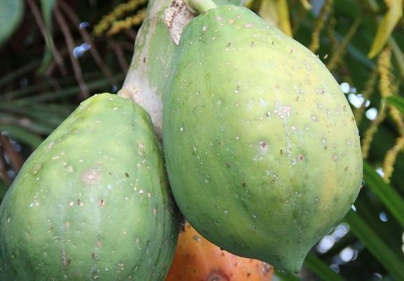 Ripe papaya