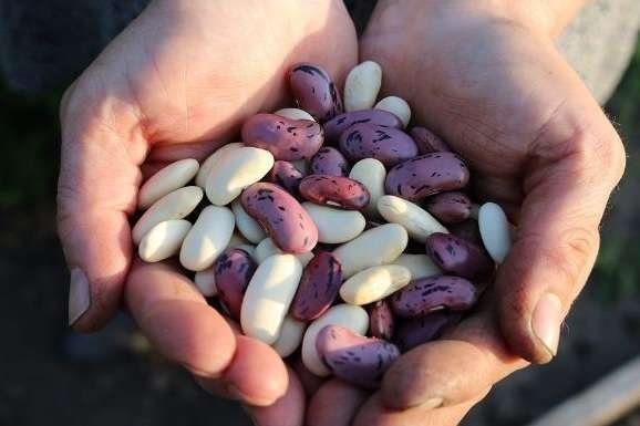 Runner beans