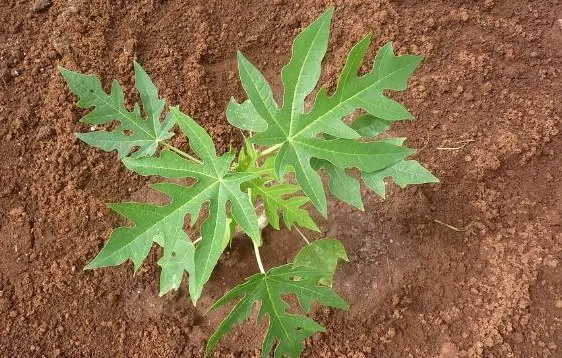 Seedling papaya