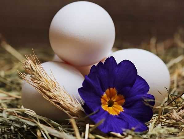 Three eggs and flower