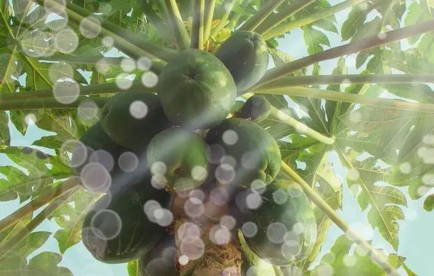 Tree papaya