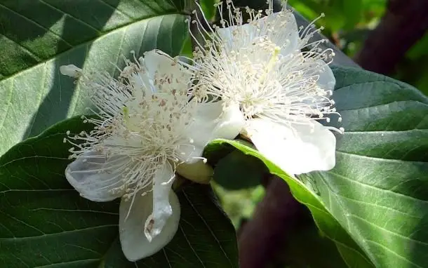 White flower guava