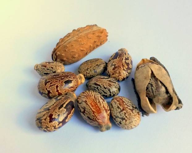 Castor oil seeds