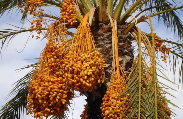 Date palm