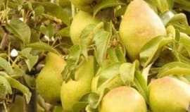 Fresh pears on the tree