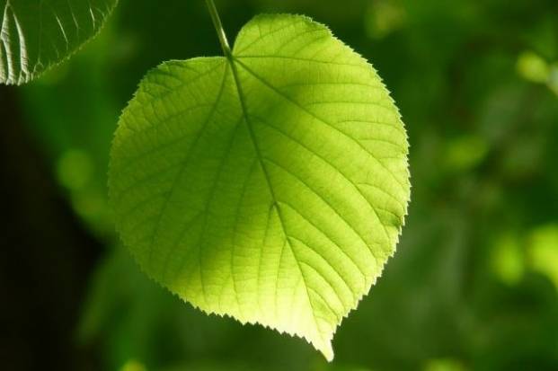 Linden leaf