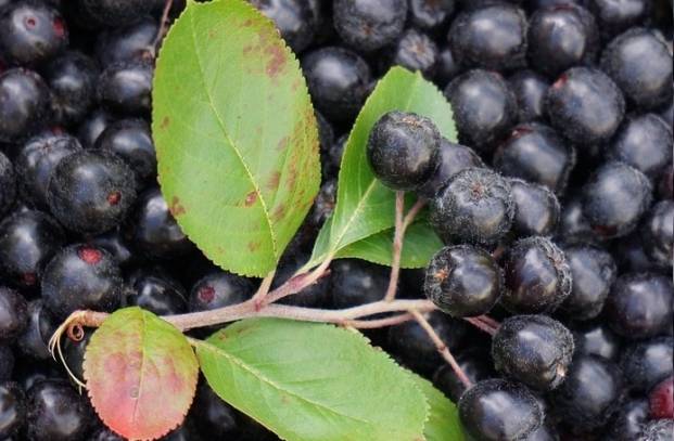 Aronia berry health benefits