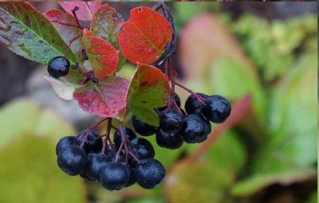 Aronia berry