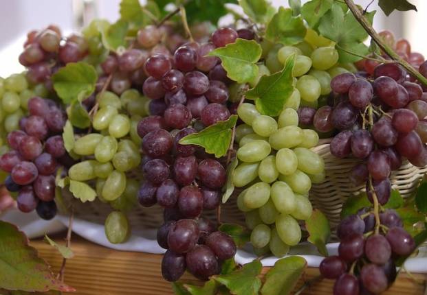 Health benefits of grape