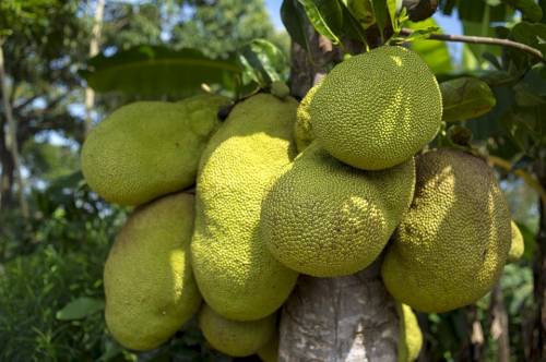 Health benefits of jackfruit