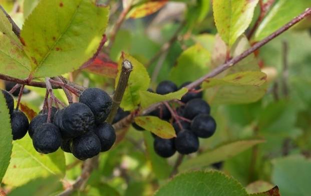 Ripe aronia