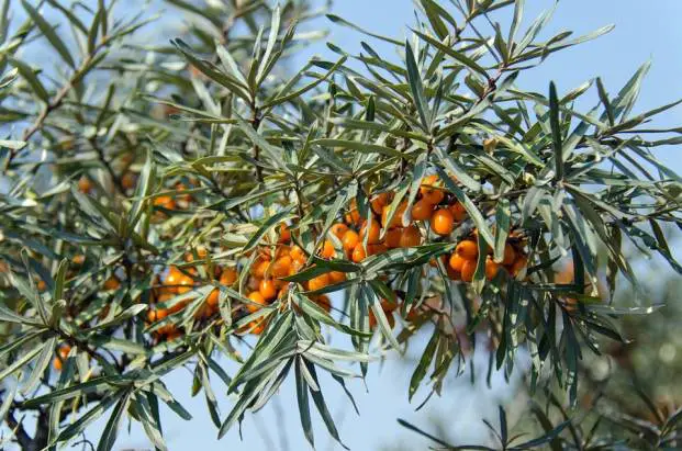 Ripe berries of sea buckthorn