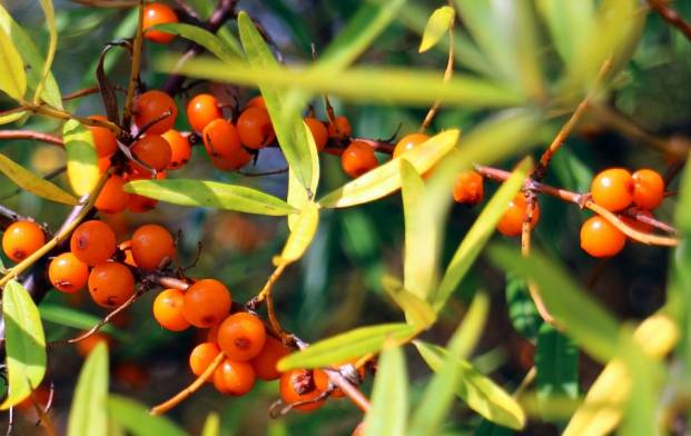 Ripe berries of sea buckthorn