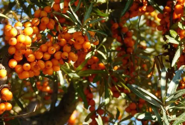 Ripe sea-buckthorn