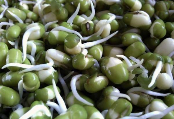 Sprouted beans and protein