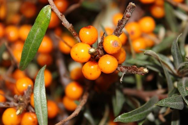 Yellow berries of sea buckthorn