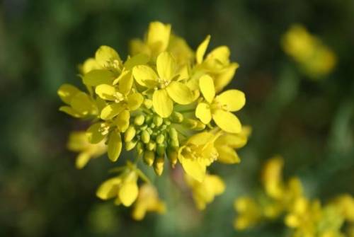 Yellow flower of mustard