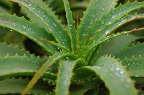 Aloe vera plant