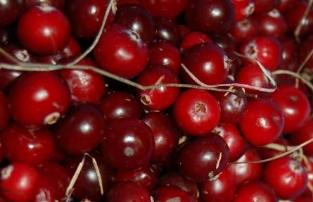 Ripe red cranberries