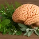 Brain with herbs that support memory, focus, and mental clarity: mint, rosemary, sage, parsley