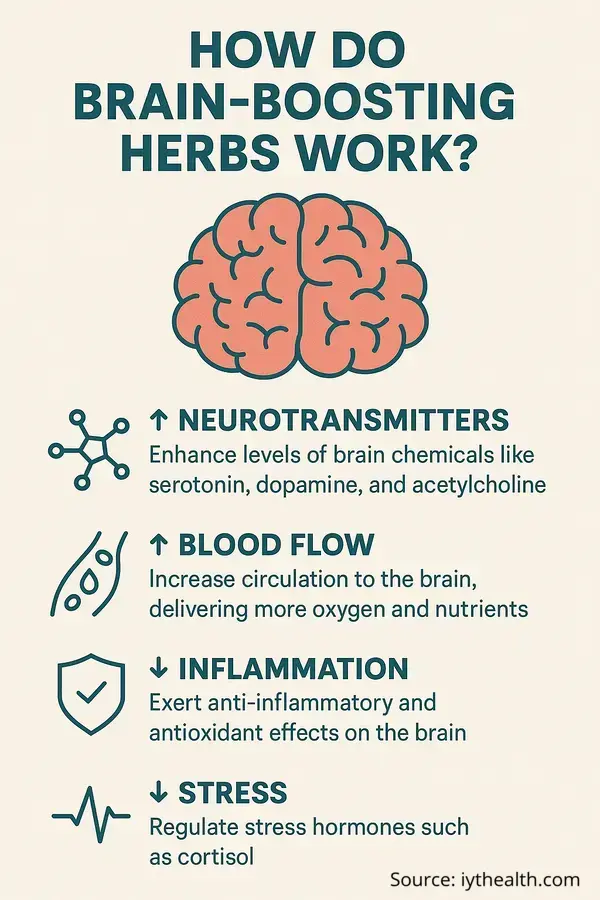 Infographic showing how brain-boosting herbs work: support neurotransmitters, improve blood flow, reduce inflammation, and lower stress.