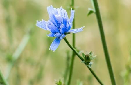 Chicory heart benefits