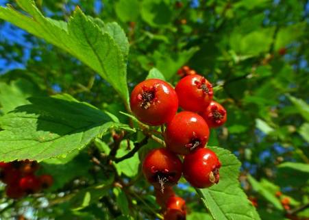 Hawthorn heart benefits