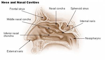 Nose and nasal cavities