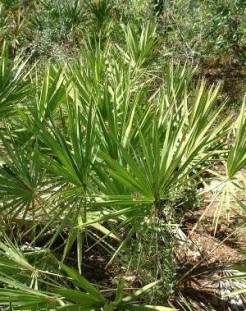 Saw Palmetto