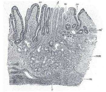 Section of mucous membrane of human stomach