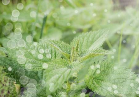 Stinging nettle and heart