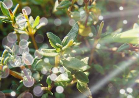 Thyme