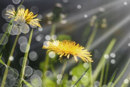 Useful dandelions