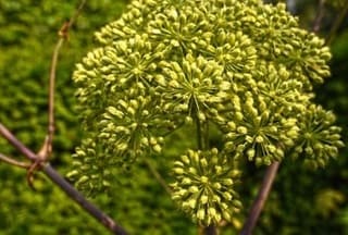 Garden angelica