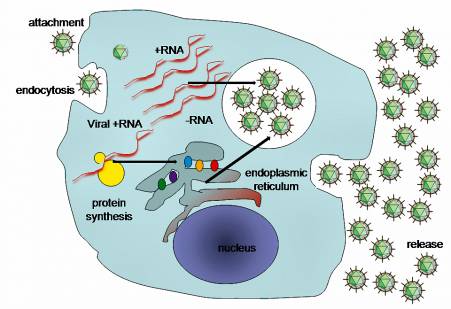 Hepatitis C replication